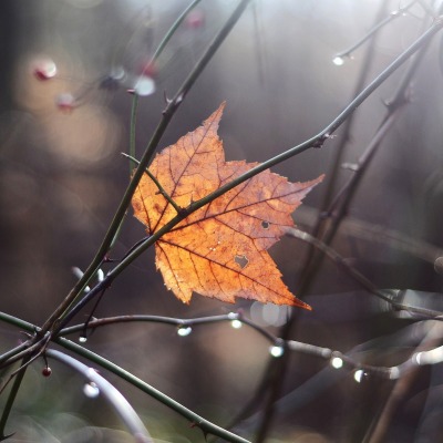 природа лист ветки осень дождь