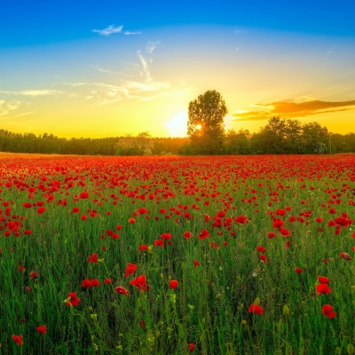 поле цветы природа солнце небо