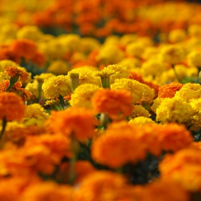 природа оранжевые цветы Бархатцы