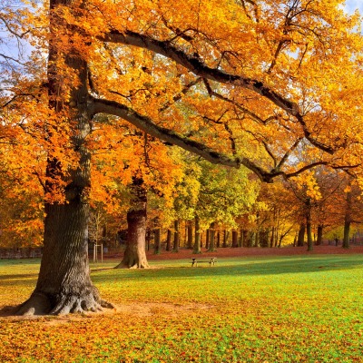 природа деревья осень