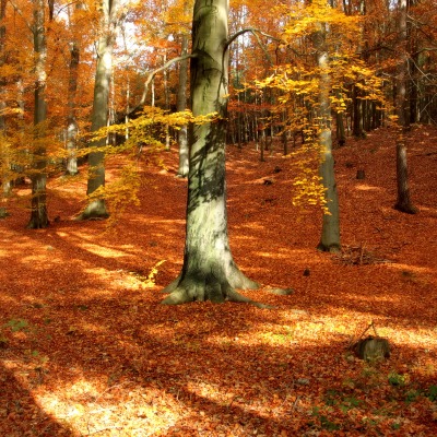 природа осень деревья листья