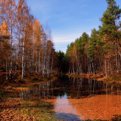 природа деревья река осень