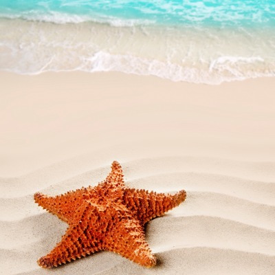 морская звезда пляж песок