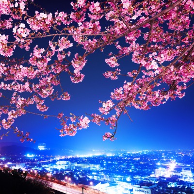 природа цветы ночь город страны сакура
