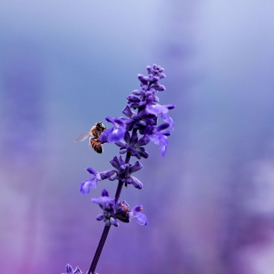 природа цветы насекомое пчела