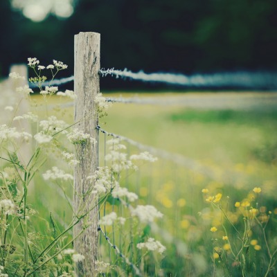 природа забор трава