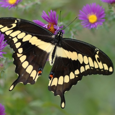 природа бабочка цветы животные насекомое