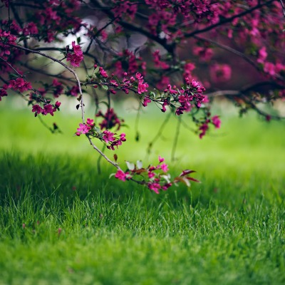 природа трава деревья цветы