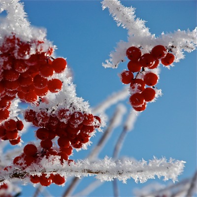 природа мороз рябина зима ветки еда ягоды