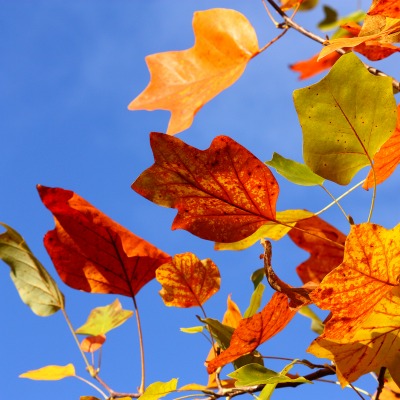 природа ломает э осень листья ветки