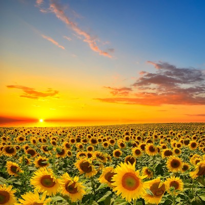 подсолнухи поле закат sunflowers field sunset