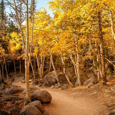 природа осень деревья камни nature autumn trees stones