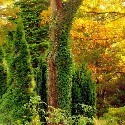 природа деревья осень заросли nature trees autumn thickets