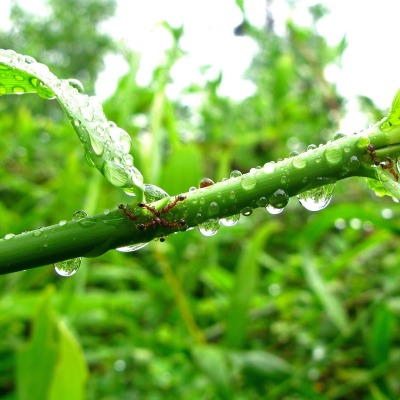 природа ветка калпи вода роса nature branch kalpi water Rosa