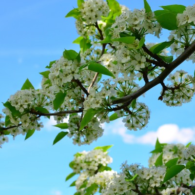 природа цветы ветка деревья nature flowers branch trees