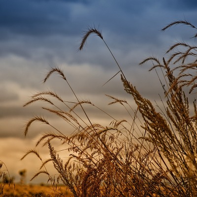 природа колосья трава nature ears grass