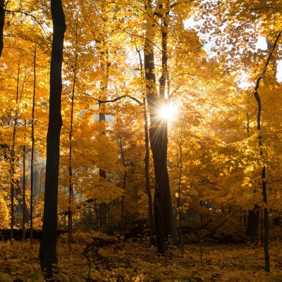 природа деревья лес осень листья nature trees forest autumn leaves