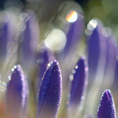 природа сиреневые цветы nature lilac flowers