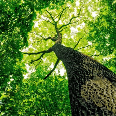 крона дерево зелень лето Krone tree greens summer