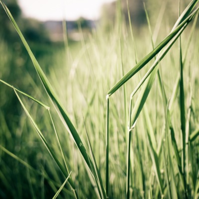 природа трава nature grass