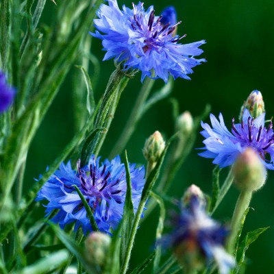 природа цветы синие васильки nature flowers blue cornflowers