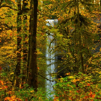 природа деревья листья лес nature trees leaves forest