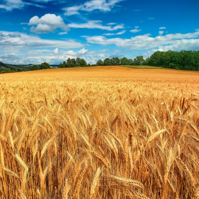 природа поле пшеница небо облака nature field wheat the sky clouds