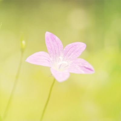 природа цветы розовые nature flowers pink