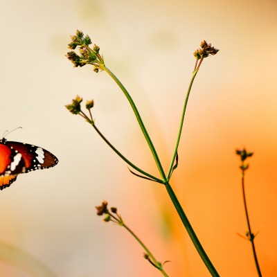 природа животные насекомое бабочки ветка nature animals insect butterfly branch