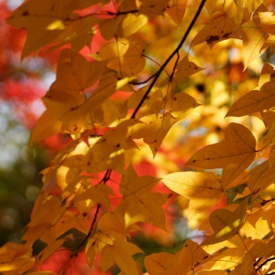 природа осень листья деревья nature autumn leaves trees