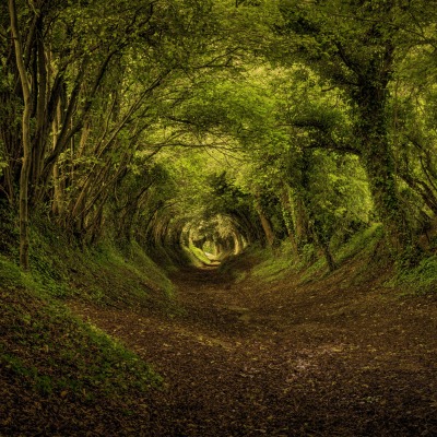 тропинка лес арка деревья path forest arch trees