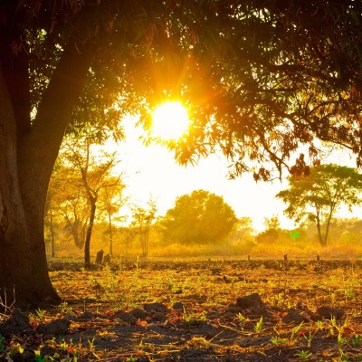 дерево солнце закат tree the sun sunset