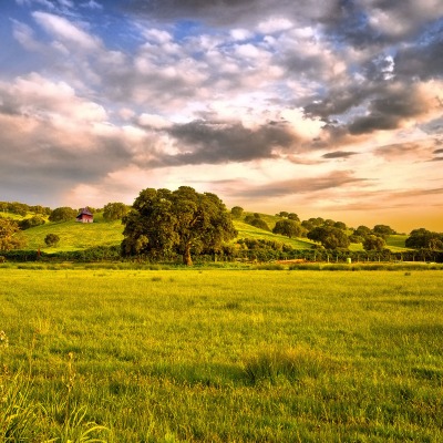 природа поле деревья небо облака трава nature field trees the sky clouds grass