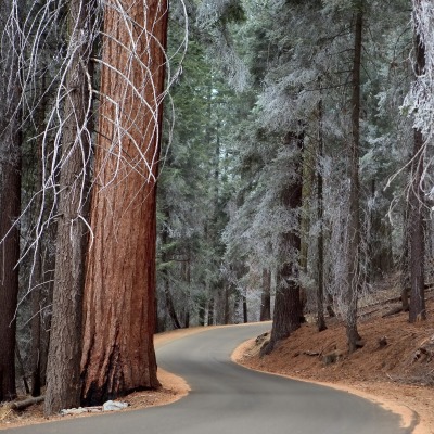 природа лес деревья дорога nature forest trees road