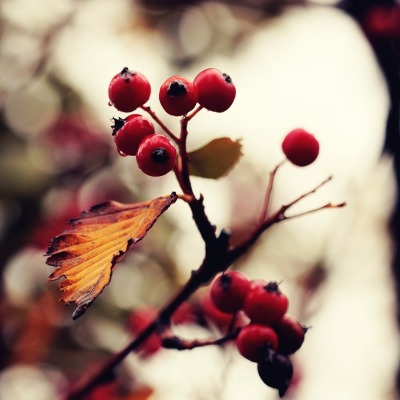 природа ветка листья ягоды nature branch leaves berries