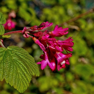 природа листья цветы nature leaves flowers