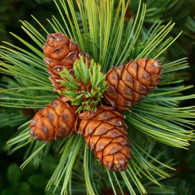 природа деревья шишки ель nature trees cones spruce