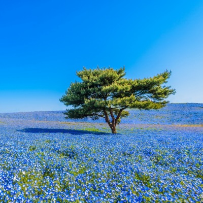 цветы поле дерево flowers field tree