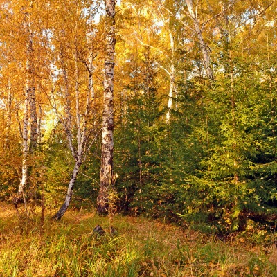 природа деревья осень nature trees autumn