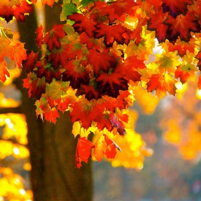 природа деревья листья осень nature trees leaves autumn