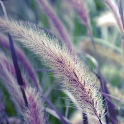 природа трава nature grass