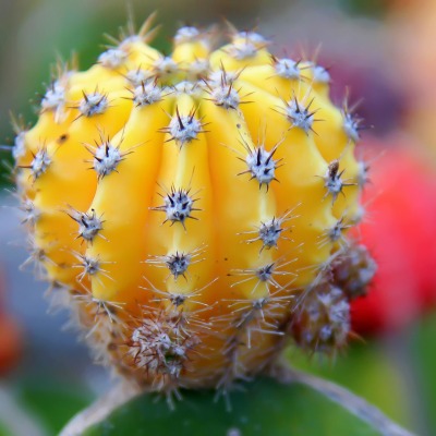 природа цветы кактус nature flowers cactus