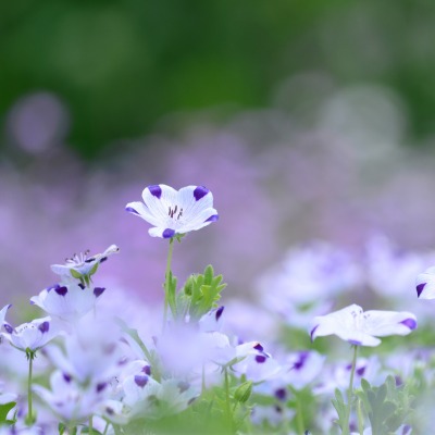 природа цветы белые nature flowers white