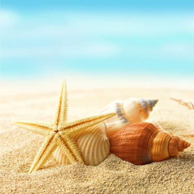 природа раковины песок пляж морская звезда nature shell sand the beach sea star