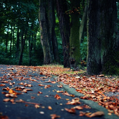 природа осень листья деревья nature autumn leaves trees