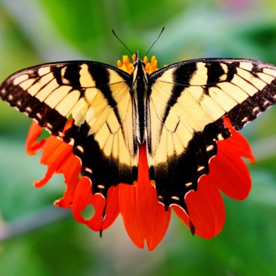 природа животные насекомое бабочка цветы nature animals insect butterfly flowers