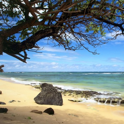 берег море дерево shore sea tree