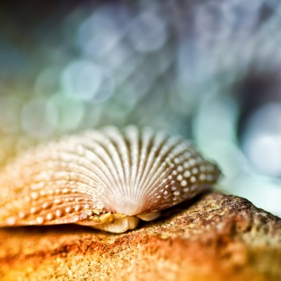 ракушка макро shell macro