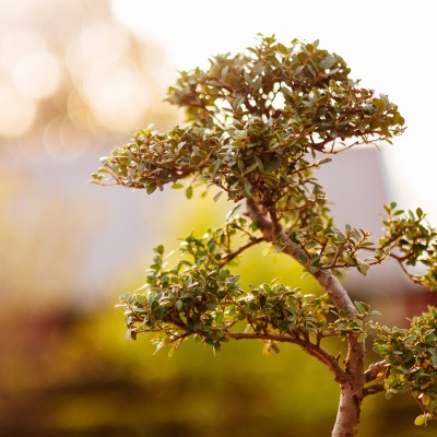 природа деревья nature trees