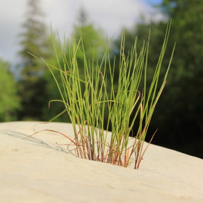 природа трава песок nature grass sand